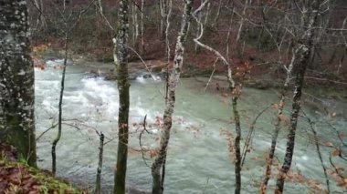 Karpat Dağları 'nda akan dağ nehri