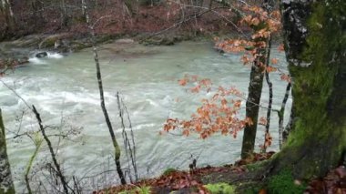 Karpat Dağları 'nda akan dağ nehri