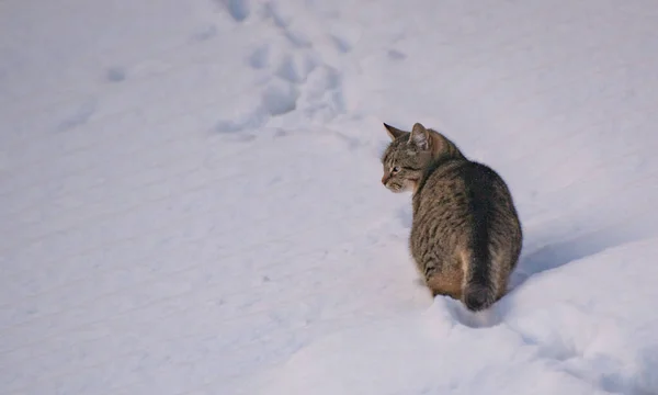 Gatto Domestico Che Cammina Nella Neve — Foto Stock