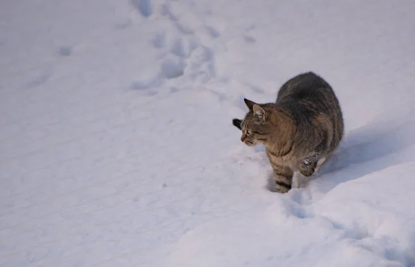 Gatto Domestico Che Cammina Nella Neve — Foto Stock