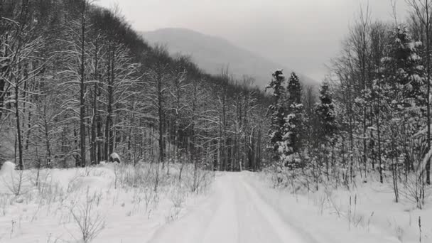 Caminhe Uma Floresta Montesa Queda Neve — Vídeo de Stock