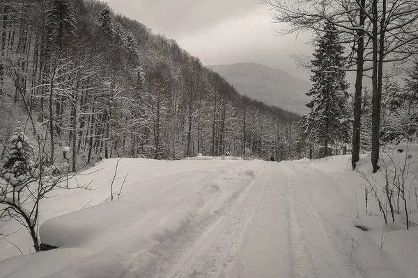 Paisagem Floresta Montanha Queda Neve — Fotografia de Stock