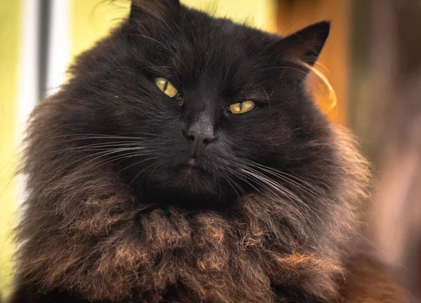 Портрет Домашньої Пухнастої Кішки — стокове фото