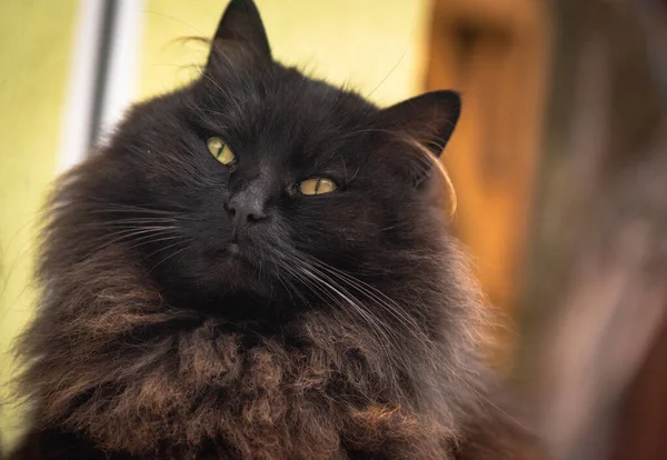 Портрет Домашньої Пухнастої Кішки — стокове фото