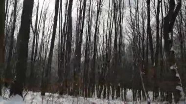 Bir dağ kış ormanında hareket etmek