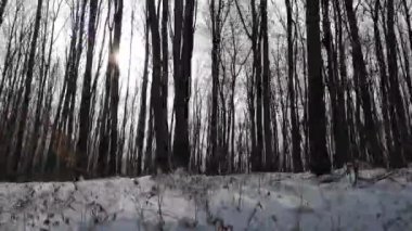 Bir dağ kış ormanında hareket etmek