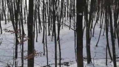 Bir dağ kış ormanında hareket etmek