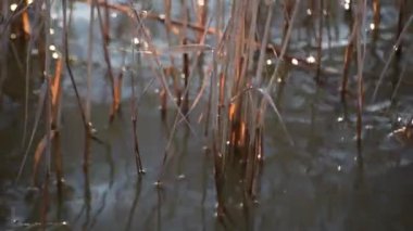 Gün batımında kabarık kamış tohumları