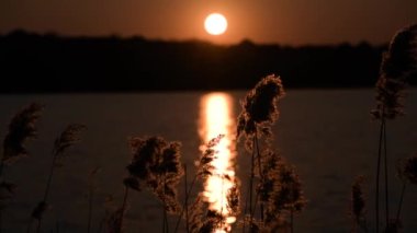 Gün batımında kabarık kamış tohumları