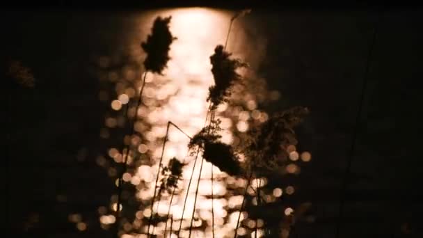 夕日を背景にしたふわふわの葦の種 — ストック動画