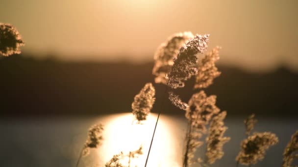 夕日を背景にしたふわふわの葦の種 — ストック動画
