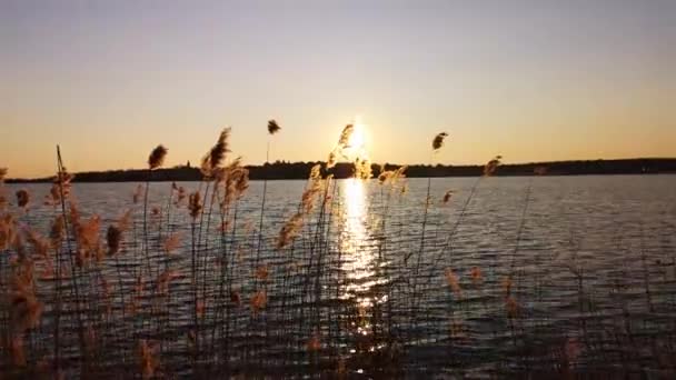 Pluizig Riet Zaden Bij Zonsondergang Achtergrond — Stockvideo