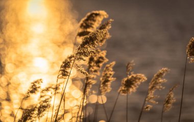 Gün batımında kabarık kamış tohumları
