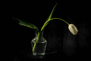 Güzel bahçe laleleri olan karanlık, sakin bir hayat.