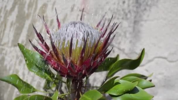 Kwitnący Kwiat Protea Pod Kroplami Sztucznego Deszczu Pojenia Puszki — Wideo stockowe