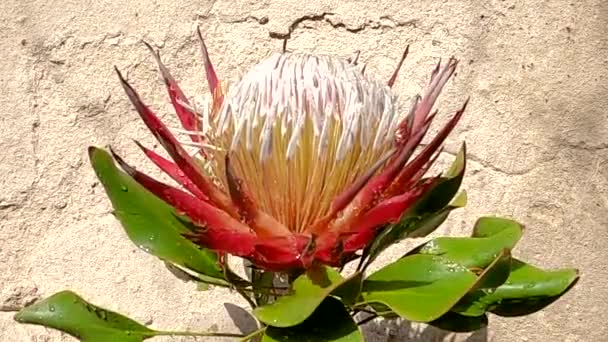 Kwitnący Kwiat Protea Pod Kroplami Sztucznego Deszczu Pojenia Puszki — Wideo stockowe