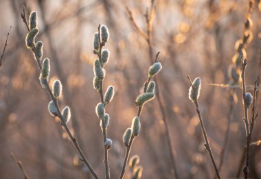 Çiçek açan tomurcukların dallarıyla bahar günbatımı manzarası