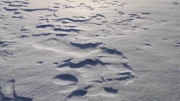 Starke Windböen Vor Dem Hintergrund Von Strukturiertem Schnee — Stockvideo