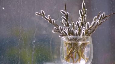 Easter bouquet of blossoming pussy willow branches in the rain