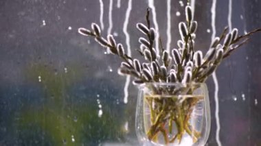 Easter bouquet of blossoming pussy willow branches in the rain