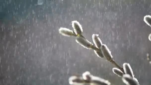 Easter Bouquet Blossoming Pussy Willow Branches Rain — Wideo stockowe