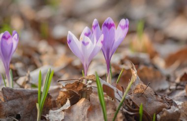 Ormanda çiçek açan kruvazörün yakın çekimi.