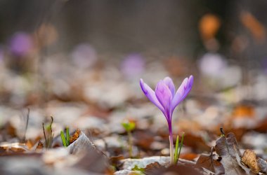Ormanda çiçek açan kruvazörün yakın çekimi.