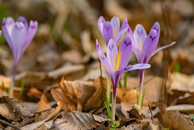 Ormanda çiçek açan kruvazörün yakın çekimi.