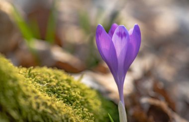 Ormanda çiçek açan kruvazörün yakın çekimi.