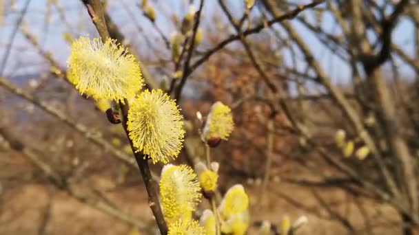 Close Blooming Pussy Willow Buds — 图库视频影像