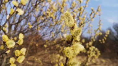 Close-up of blooming pussy willow buds