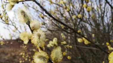 Close-up of blooming pussy willow buds