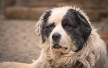 Kırsal alanda Pyrenean dağ köpeği