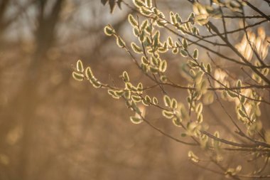 Bir dağ ormanında çiçek açan ağaç dalları