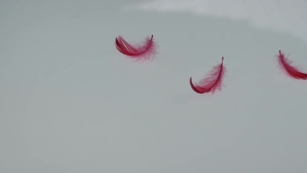 Röda Fluffiga Fjädrar Faller Vit Bakgrund — Stockvideo