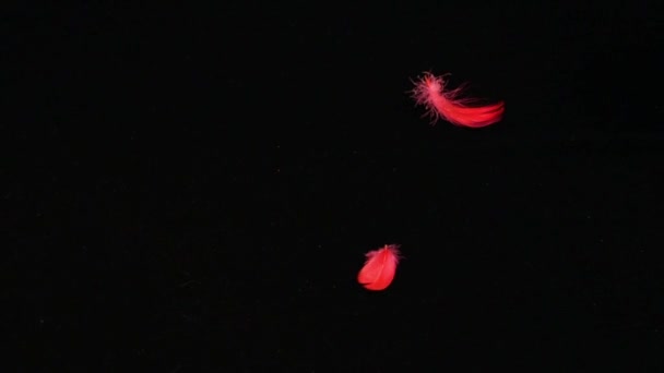 Plumes Pelucheuses Rouges Tombant Sur Fond Sombre — Video