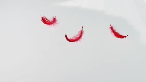 Красные Пушистые Перья Падают Белом Фоне — стоковое видео