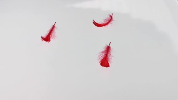 Red Fluffy Feathers Falling White Background — Stock Video