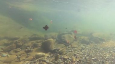 İlkbaharda bir dağ nehrinin sualtı çekimi