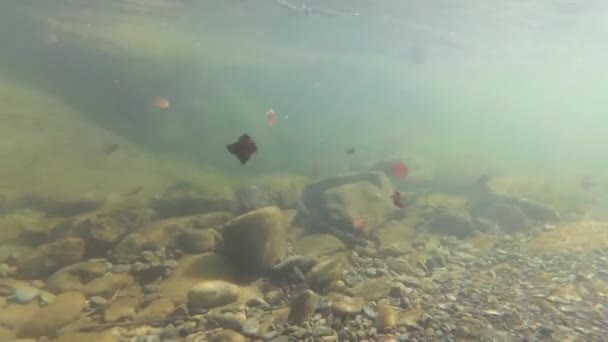 Подводная Стрельба Горной Реке Весной — стоковое видео