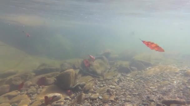 Tournage Sous Marin Une Rivière Montagne Printemps — Video