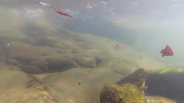 Onderwater Schieten Van Een Berg Rivier Voorjaar — Stockvideo