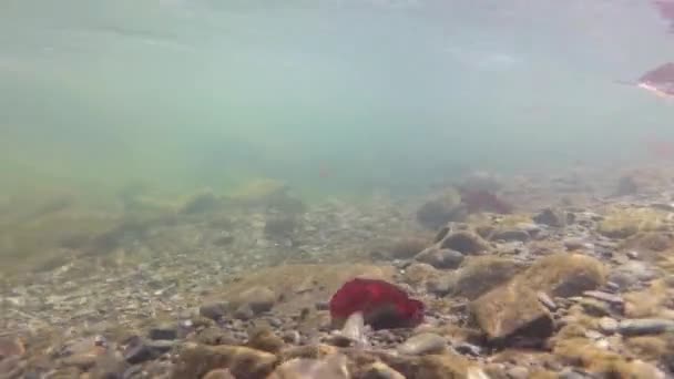 Unterwasseraufnahmen Eines Gebirgsflusses Frühling — Stockvideo