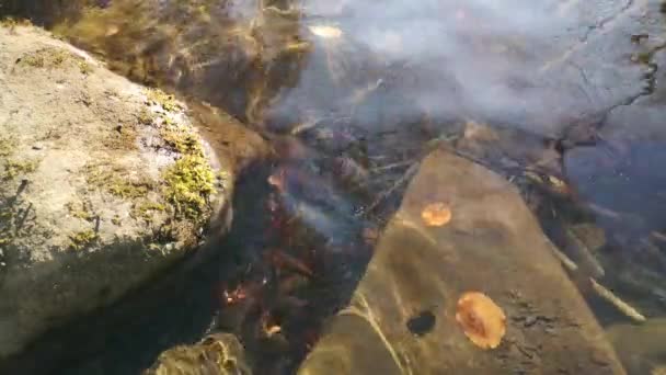 Paysage Une Rivière Montagne Printemps Heure Coucher Soleil — Video