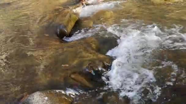 Paisaje Río Montaña Primavera Atardecer — Vídeo de stock