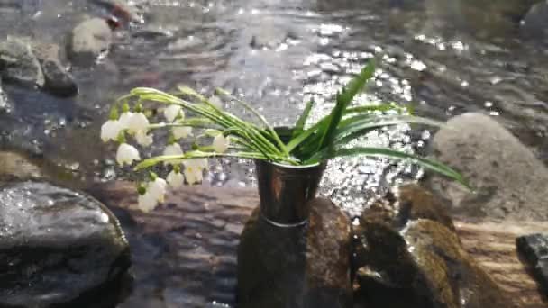 Ramo Prímulas Bosque Primavera Viento — Vídeo de stock