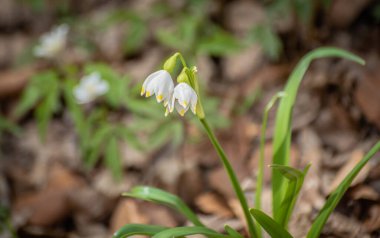 Bahar ormanlarında rüzgarda bir buket çuha çiçeği