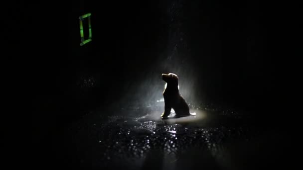 Silhouette Lonely Dog Street Night Rain — Video Stock