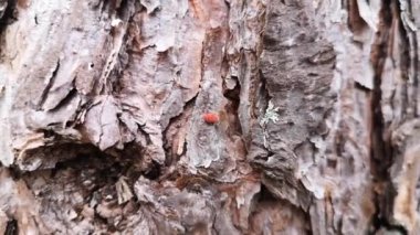 Ağacın kabuğunda kırmızı kadife mayt