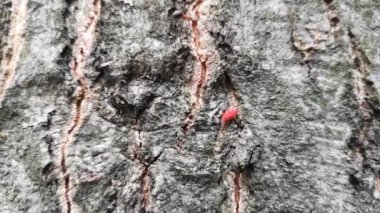 Ağacın kabuğunda kırmızı kadife mayt